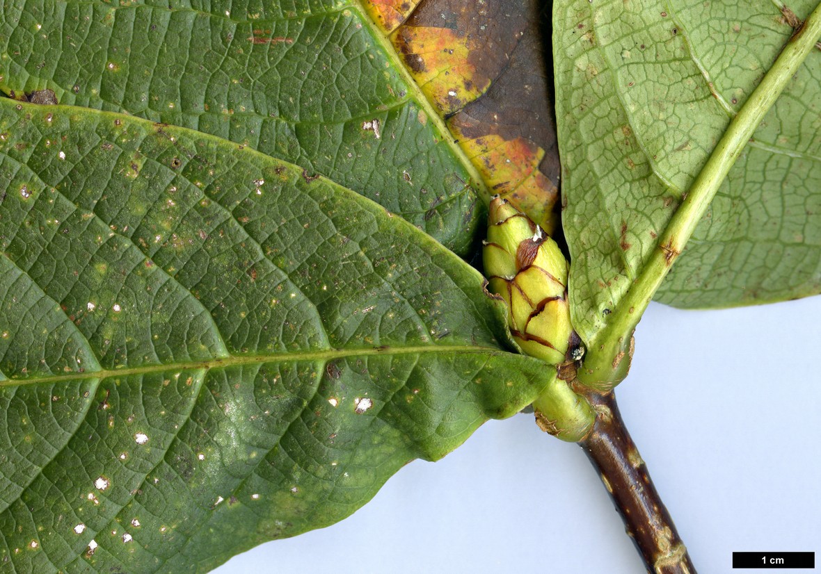 High resolution image: Family: Rosaceae - Genus: Pleiosorbus - Taxon: wardii